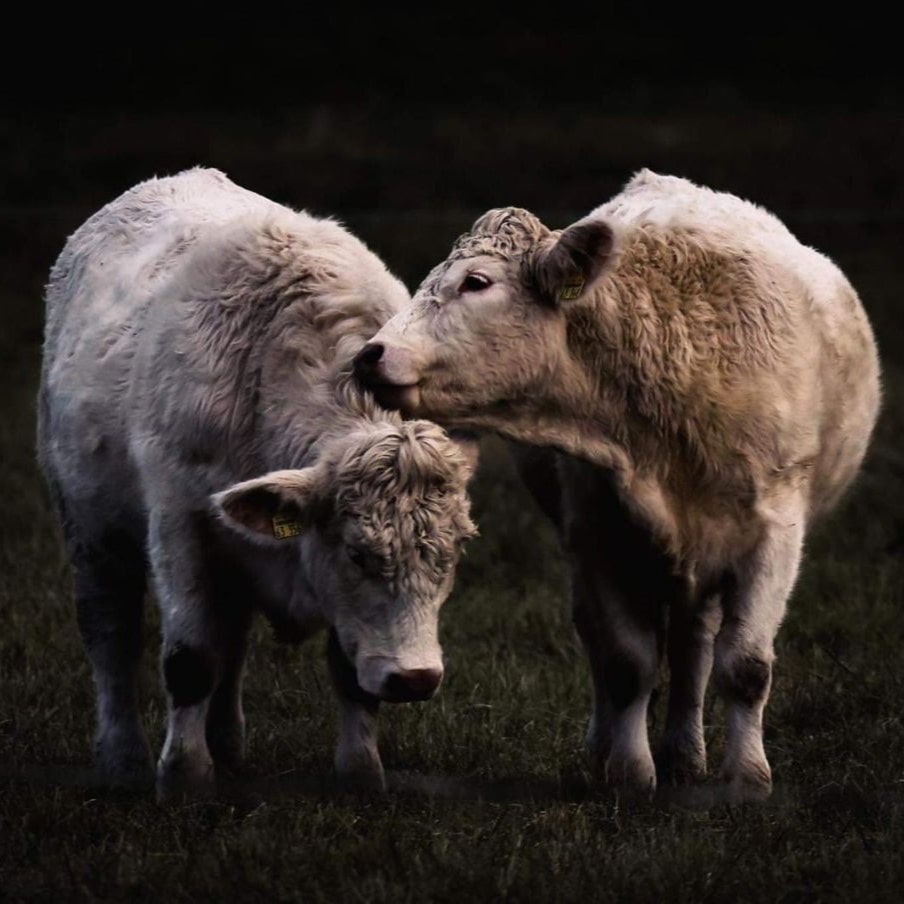 Zwei helle Rinderjunge stehen auf einer Wiese; eins leckt liebevoll das andere am Kopf.
